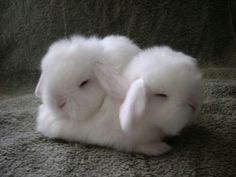 a small white rabbit sitting on top of a carpet