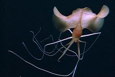 an insect with long legs standing in the dark