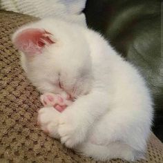 a white kitten sleeping on top of a couch