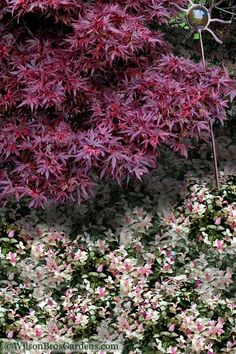 purple and white flowers in front of a tree