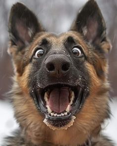 a close up of a dog with its mouth open and snow on it's face