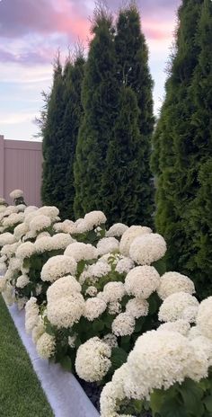 white flowers line the edge of a garden