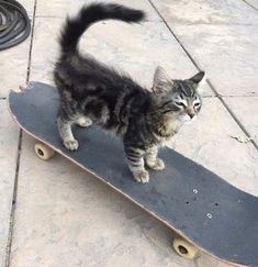 a cat is standing on top of a skateboard