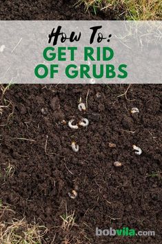 how to get rid of grubs in the garden