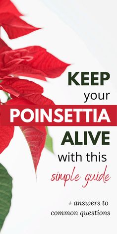 poinsettia leaves with the text keep your poinsettia alive with this simple guide