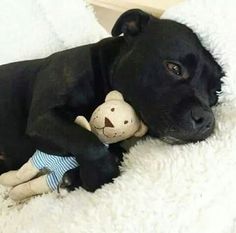 a black dog laying down with a stuffed animal