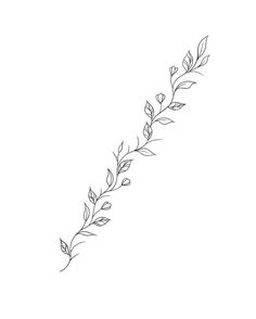 a line drawing of a plant with leaves on the top and bottom half of it