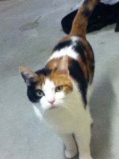 a calico cat standing on top of a cement floor