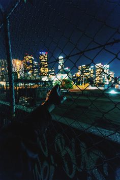 a dog looking through a chain link fence at the city lights in the distance behind it