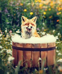 a red fox yawns while sitting in a wooden tub with daisies and wildflowers