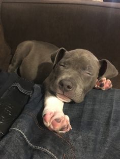 a dog is laying on the lap of someone's leg with his head resting on their paw