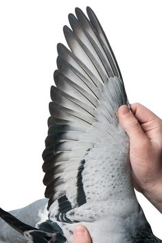 a person is holding a bird with its wings spread out and it's wing extended