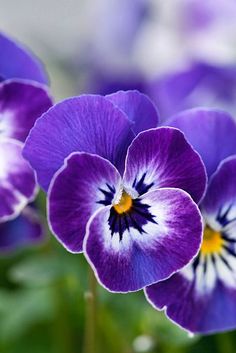 purple and white flowers with green leaves in the background