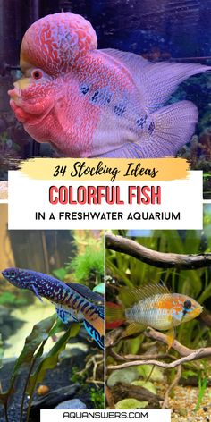 colorful fish in an aquarium with text overlay that reads, 31 stocking items colorful fish in a freshwater aquarium