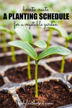 how to start seedlings vegetable gardening tips and tricks with text overlay that reads, how to start seedlings vegetable gardening tips and tricks