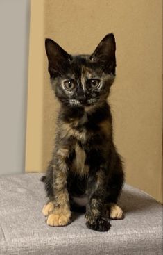 a black and brown kitten sitting on top of a gray chair next to a wall