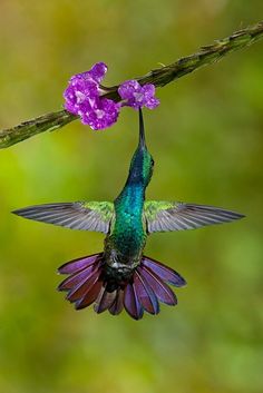 a hummingbird flying towards a purple flower with the words good morning written on it