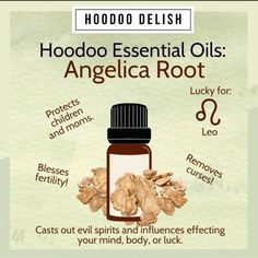 an info sheet describing how to use hoddo essential oils for angellica root