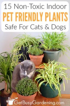 a cat sitting on top of potted plants with text overlay that reads 15 non - toxic indoor pet friendly plants safe for cats and dogs