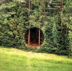 a forest filled with lots of trees and tall green plants next to a tunnel in the middle