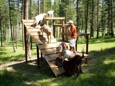 a man standing on top of a wooden ramp surrounded by animals