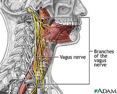 Sudarshan Kriya, Heart Lungs, Craniosacral Therapy, Cranial Nerves, Brain Stem, Autonomic Nervous System