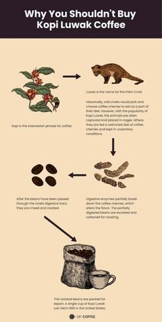 an info sheet describing the different types of coffees and what they are used to make them