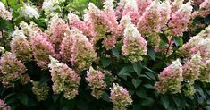 pink and white flowers are blooming in the garden