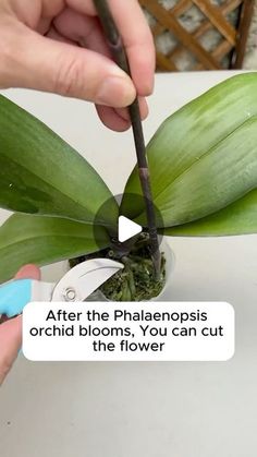 Seed to Flowers on Instagram: "orchid propagation tips

#gardening #garden #gardeningtips #gardenlife #gardeninspiration #gardenideas #gardenlove #gardendesign #gardenersofinstagram #gardenersworld #garden_styles #gardenphotography #gardenlovers #gardenerslife #gardenart #gardenbeauty #gardensofinstagram #gardenplants #gardenviews #gardenersparadise #gardenista #gardeningcommunity #gardenloversclub #gardenaddict #gardeners #gardenerslife" How To Propagate Orchids, Propagating Orchids, Planting Orchids, Orchid Propagation, Propagation Tips, Prosciutto Asparagus, Garden Workshops