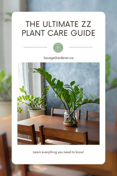 the ultimate zz plant care guide