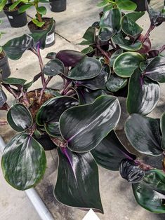 several potted plants with green and purple leaves