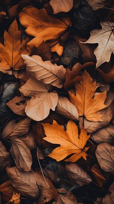 many different colored leaves laying on the ground