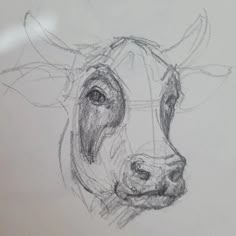 a pencil drawing of a cow's head