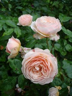 three pink roses with green leaves in the background