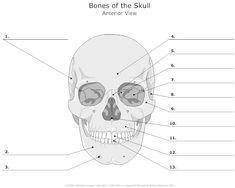 the bones of the skull with labels