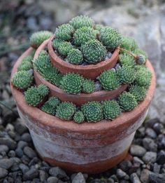 three potted plants sitting on top of rocks