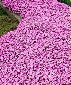 pink flowers are growing on the side of a building