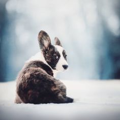 a small brown and white dog laying on top of snow covered ground with trees in the background