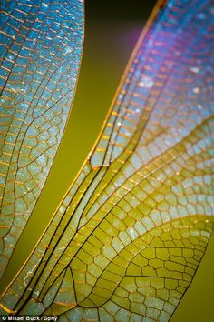 close up view of the wings of a dragonfly