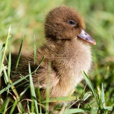 a duckling is standing in the grass with its head turned to the side and it's eyes open