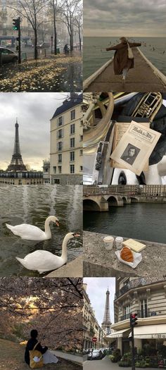 the collage shows several different scenes including swans, buildings and people sitting on benches