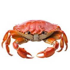 a close up of a crab on a white background with clipping area for text