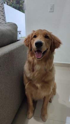 a brown dog sitting on top of a white floor next to a gray couch with its tongue hanging out