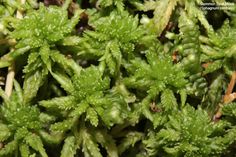 close up view of green plants with tiny leaves