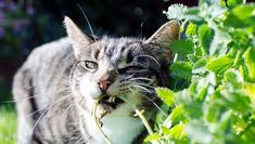 a cat that is standing in the grass with its mouth open and it's tongue out