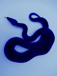 a dark blue snake on a white background