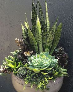 a potted plant with succulents and other plants