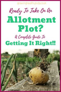 a potato sitting on top of a wooden table with text reading ready to take on an allotment plot? a complete guide to getting it right