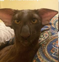 a close up of a cat laying on a bed