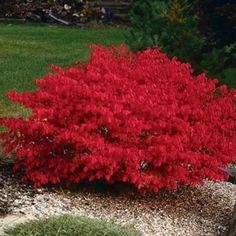 a small red tree in the middle of a yard